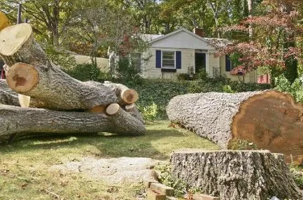 tree-02