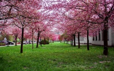 The Magic of Autumn: Why Do Trees Change Color and More!