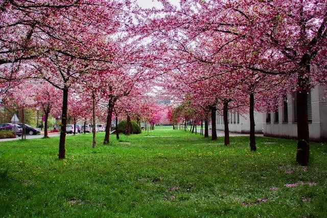 The Magic of Autumn: Why Do Trees Change Color and More!