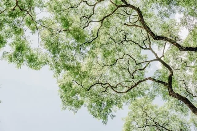 When to Prune Your Trees