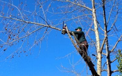 Why Tree Service Matters in 2026
