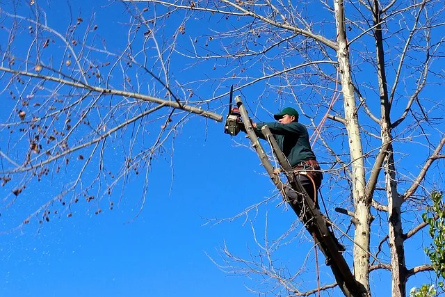 Why Tree Service Matters in 2026