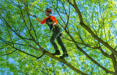 With the Winds Coming, Now’s the Time to Thin & Trim Your Trees