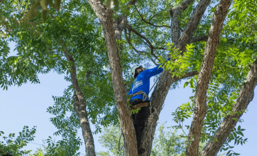 Why Regular Tree Trimming Is Important for the Health, Safety, and Beauty of Your Property