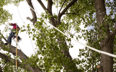Why Regular Tree Trimming Is Essential for a Healthy and Safe Property