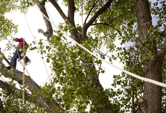 Why Regular Tree Trimming Is Essential for a Healthy and Safe Property