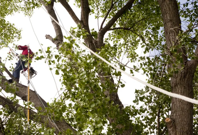 Why Regular Tree Trimming Is Essential for a Healthy and Safe Property