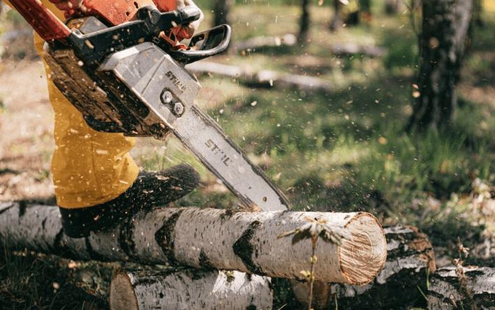 When Is It Time to Remove a Tree? The Importance of Professional Tree Removal and Stump Grinding