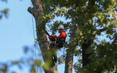 Tree Trimming or Tree Removal? 7 Warning Signs Homeowners Shouldn’t Ignore