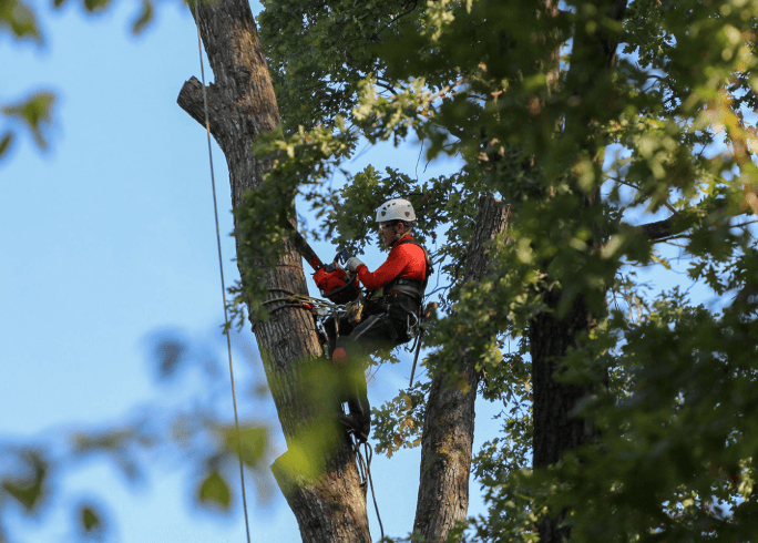 Tree Trimming or Tree Removal? 7 Warning Signs Homeowners Shouldn’t Ignore