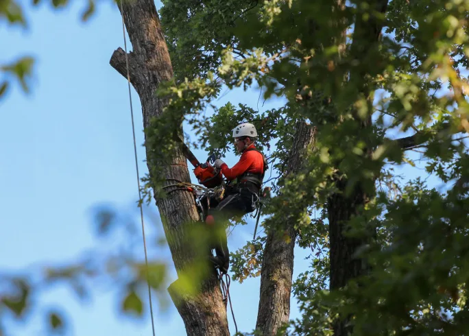 Tree Trimming or Tree Removal? 7 Warning Signs Homeowners Shouldn’t Ignore