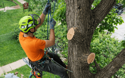 Why Regular Tree Trimming Is Important for Your Property