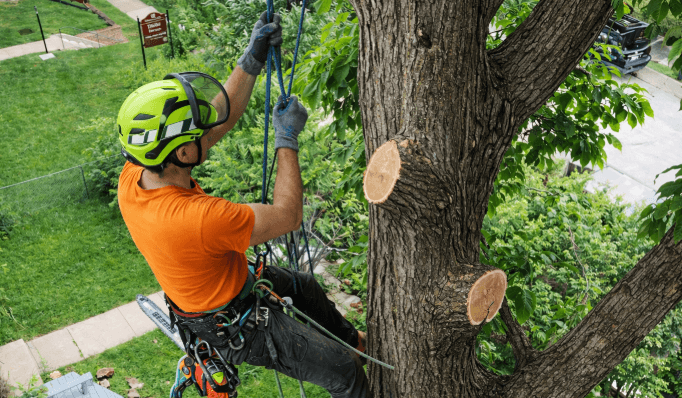Why Regular Tree Trimming Is Important for Your Property