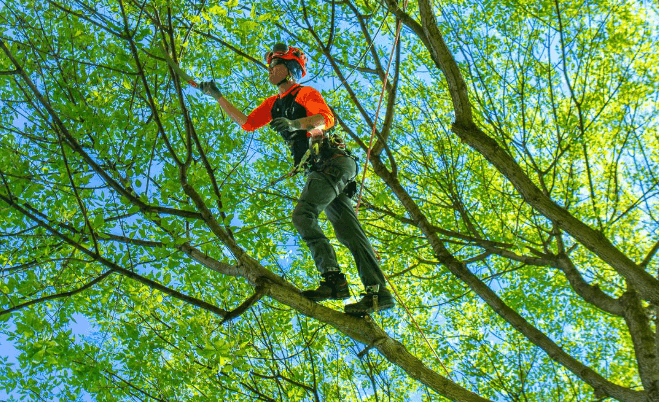 7 Signs Your Trees May Need Professional Trimming