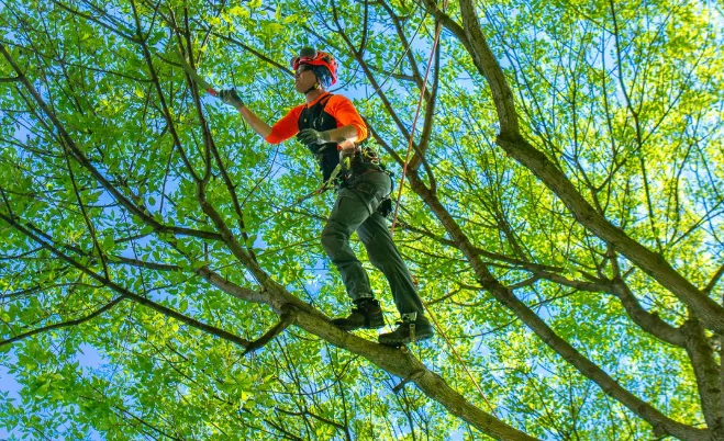 7 Signs Your Trees May Need Professional Trimming